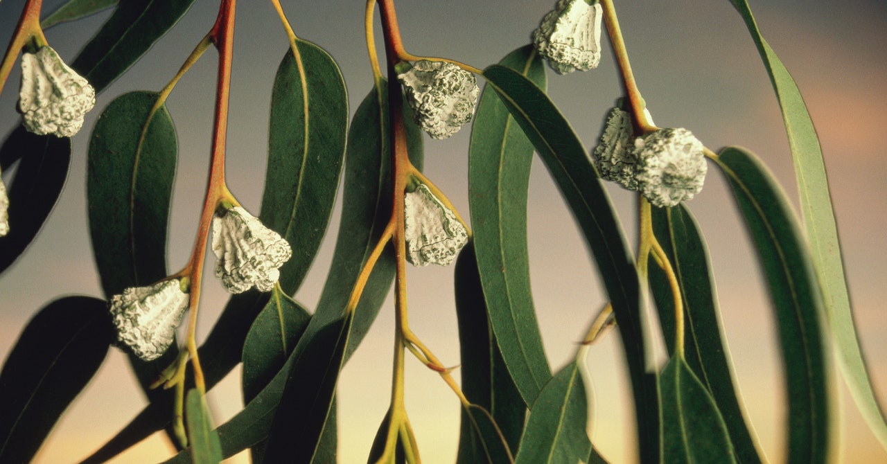 How Invasive Plants Are Fueling California's Wildfire Crisis