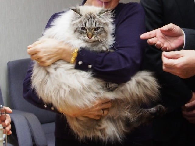 The Life, Death and Diplomacy of the Siberian Cat Mir Gifted by Vladimir Putin