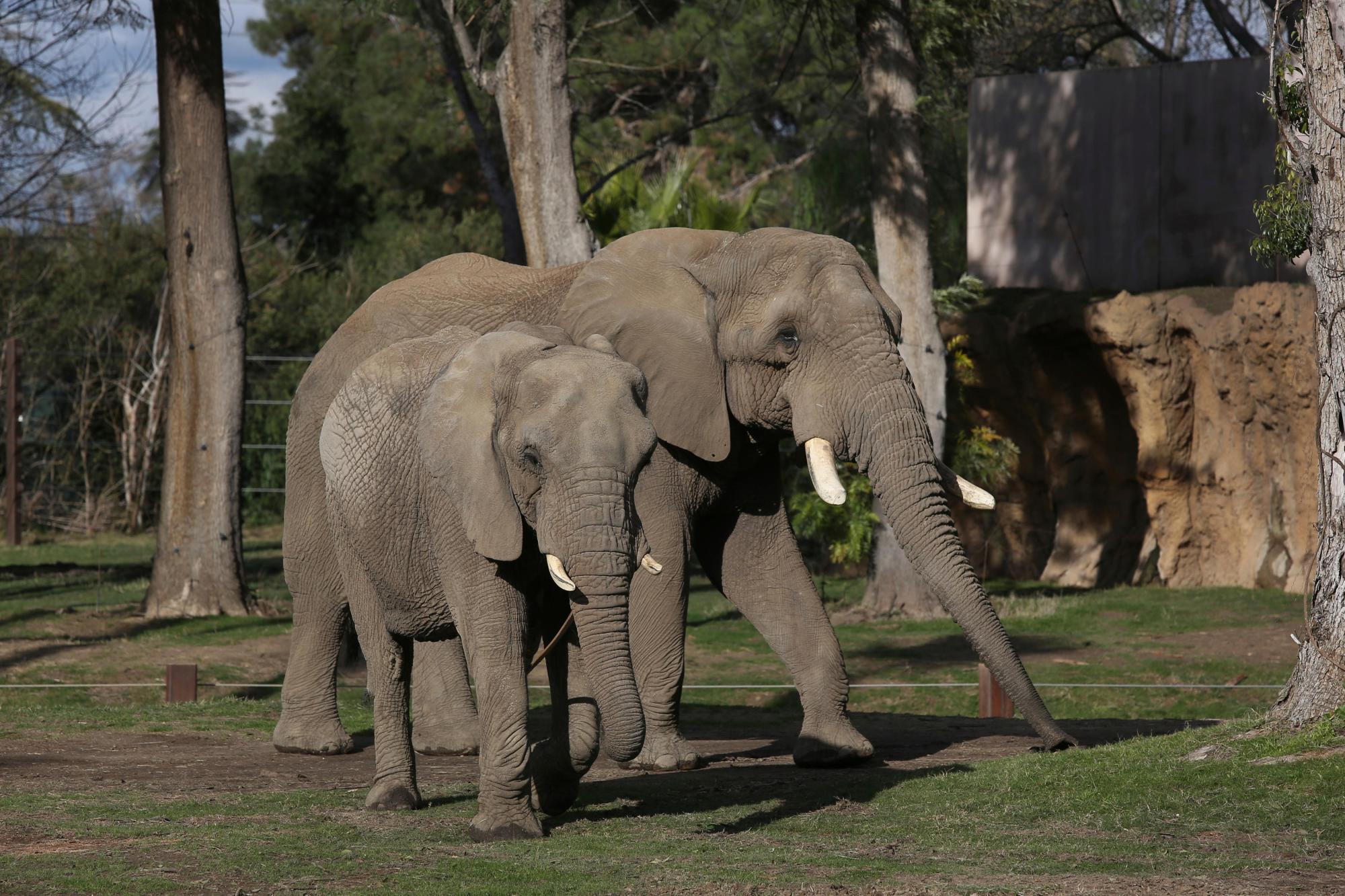 Cheyenne Mountain Zoo's elephants are not 