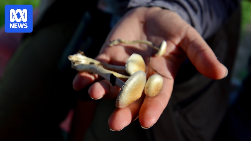 Newly named psychedelic fungus points to African origins of world's most popular 'magic mushroom'